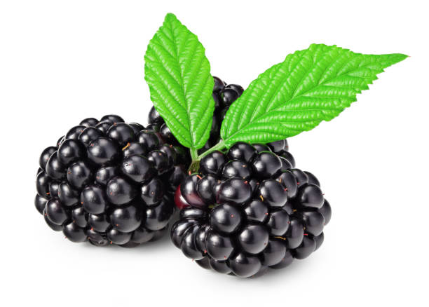 istock blackberries with leaves isolated on white background. clipping path 1413548396