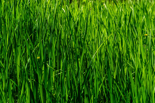 natural background - thickets of green grass sedges illuminated by the sun