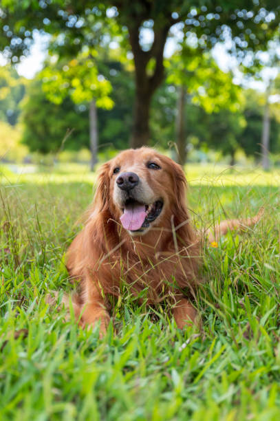 istock golden retriever lying on grass 1413548739