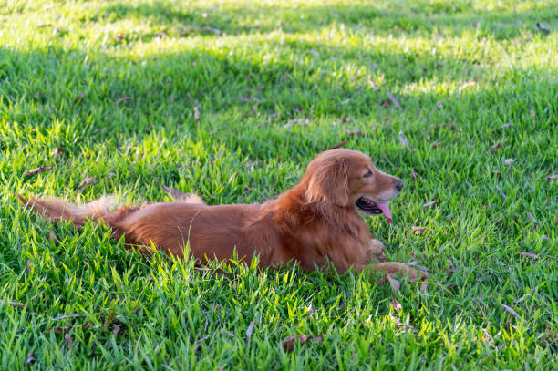 istock golden retriever lying on grass 1413548744