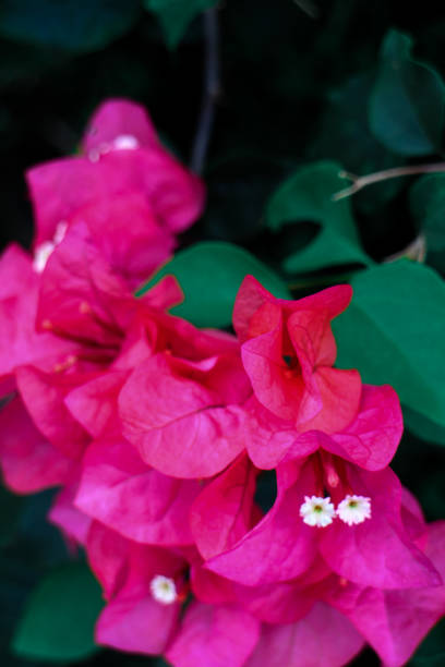 istock Colorful Flower In Bloom Background 1413548772
