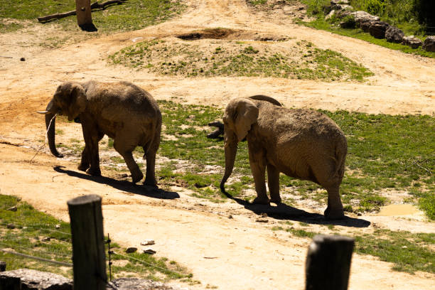 istock Elephant animal in a zoo 1413548892