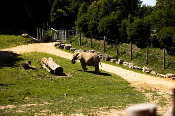 istock Elephant animal in a zoo 1413548925