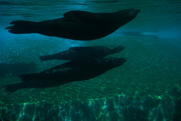 A monk seal, a very nice water mammal.