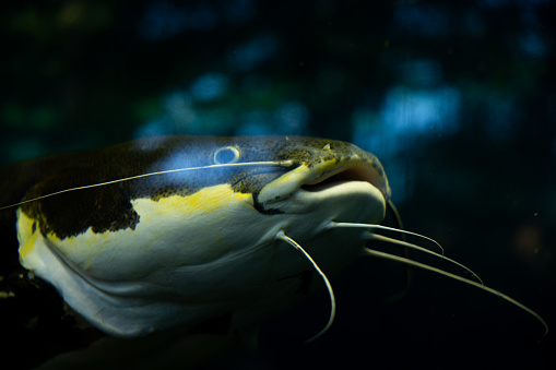 Catfish underwater head close up