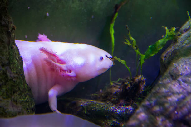 istock Axolotl swimming in a river. close-up 1413550883