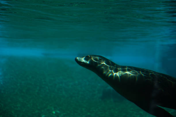 sea lion underwater swimming