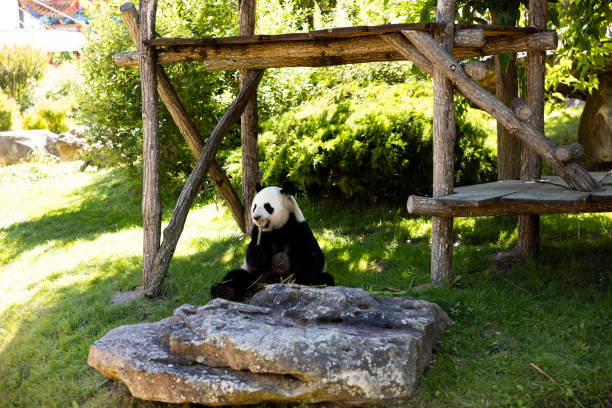 Panda on a rock in a zoo
