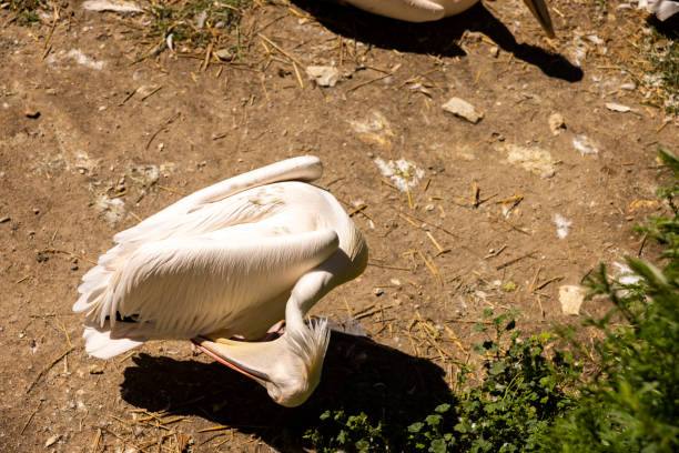 Pelican bird in a zoo
