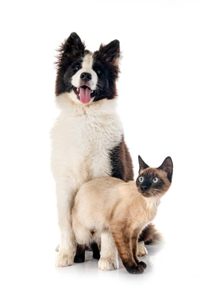 istock young Yakutian Laika and cat 1413552395