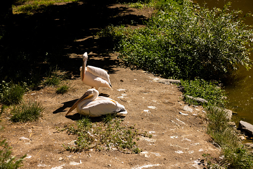 Pelican bird in a zoo