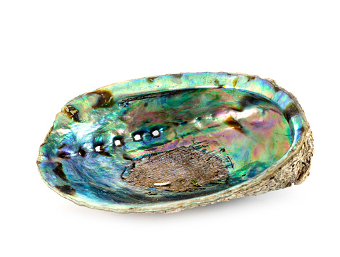 Oyster with pearl on wooden ground