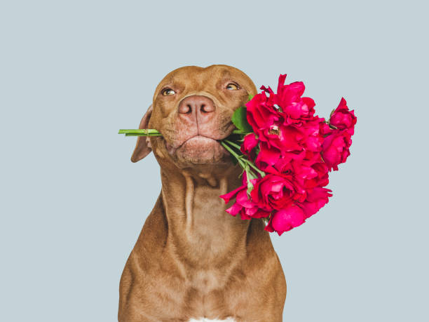 istock Lovable, pretty brown puppy and bright flowers 1413553529