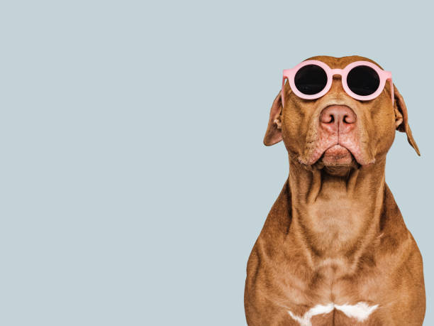 istock Lovable, pretty brown puppy and sunglasses. Closeup 1413553810