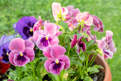 Blooming light lilac pansies in a large planter in the garden yard.