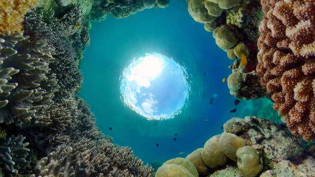 istock Coral reef and tropical fish. Philippines. 1413554854