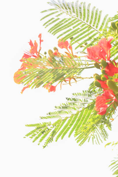 istock Colorful Flower In Bloom Background 1413555124