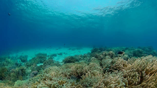 istock Coral reef with fish underwater. Philippines. 1413555185