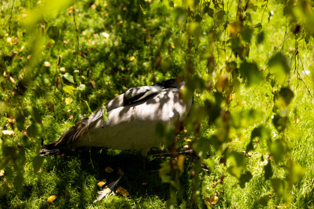 Bird sleep in his wings black and white