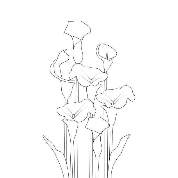 ilustraciones, imágenes clip art, dibujos animados e iconos de stock de calla línea de flores diseño de arte de libro para colorear página ilustración gráfico vectorial - alcatraz flor