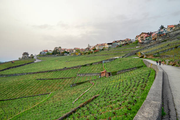 istock Vineyard terrace, Lavaux, Switzerland 1413555691