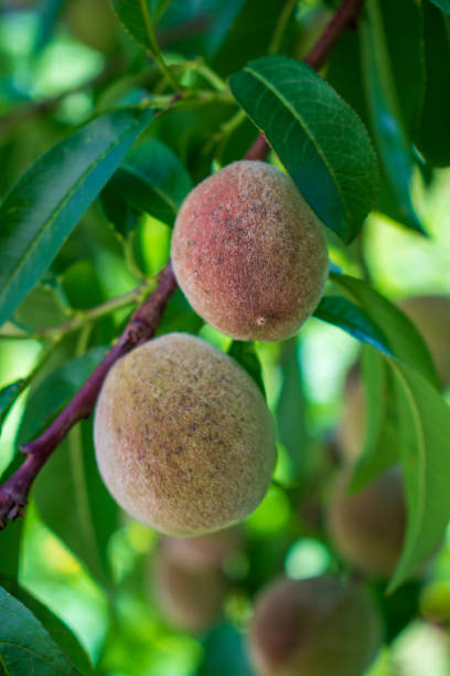 маленькие милые персики, висящие на дереве - peach peach tree close up fluffy стоковые фото и изображения