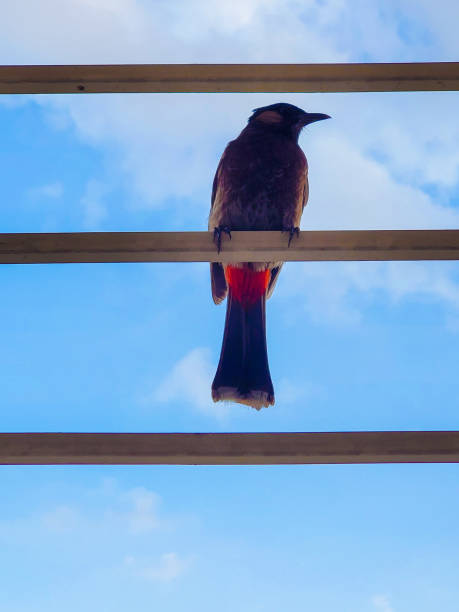 istock Beautiful Bulbul bird and the sky 1413555827
