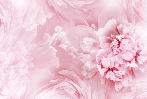розовые цветки пиона и лепестки пионов цветочный фон.  крупный план. природа. - rose pink flower freshness стоковые фото и изображения