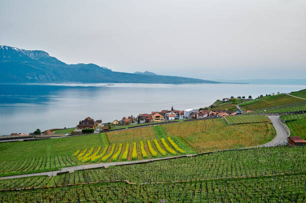 istock Vineyard terrace, Lavaux, Switzerland 1413556547