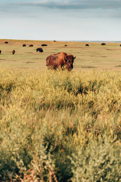 буффало в национальном парке бадлендс - badlands prairie landscape badlands national park стоковые фото и изображения