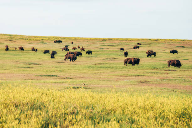 istock Buffalo at Badlands National Park 1413558165