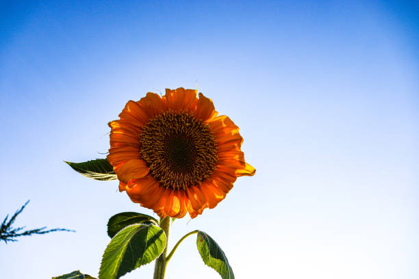 sunflower plant growing