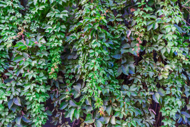 Parthenocissus Parthenocissus parthenocissus stock pictures, royalty-free photos & images
