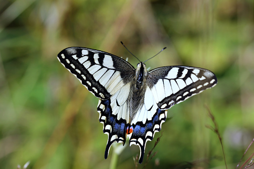 One of the most beautiful butterflies of the temperate climate. is a jewel of spring and summer meadows