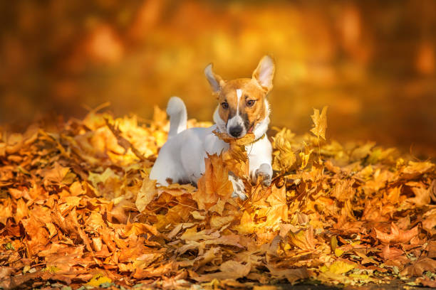 istock Jack russel dog play outdoor 1413563073