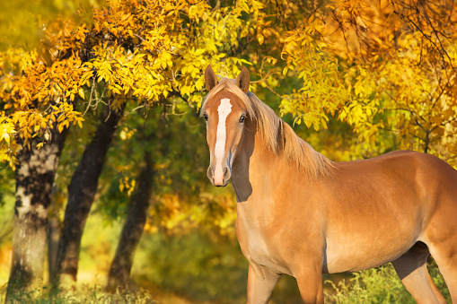 Beautiful yellow horse portrait in autumn park