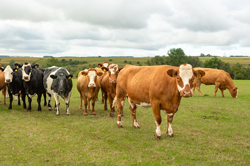 Selective focus of a brown and white cow facing forward in a summer pasture with other cows in the background looking on.  North Yorkshire, UK. Horizontal.  Copy space