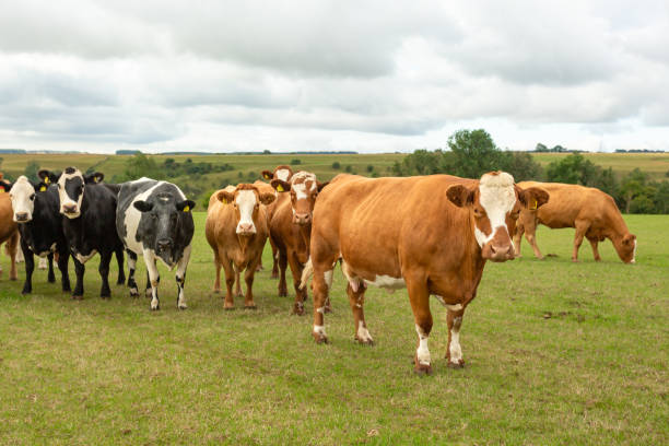 Selective focus of a brown and white cow facing forward in a summer pasture with other cows in the background looking on.  North Yorkshire, UK. stock photo