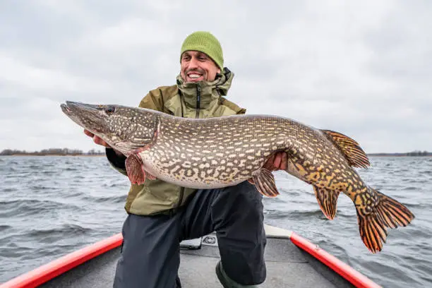 Photo of Success pike fishing. Happy fisherman with big fish trophy at boat