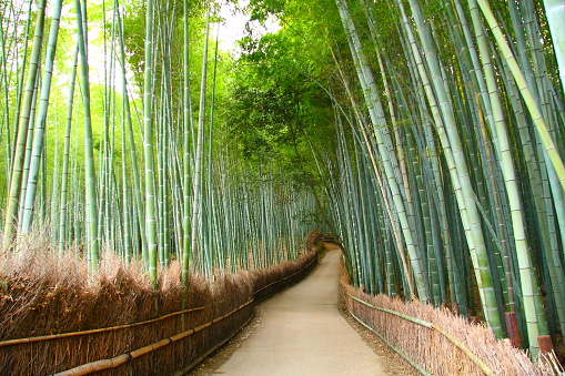 Famous bamboo grove in Arashiyama district of Kyoto