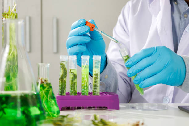 research scientist team working research and biotech science photobioreactor in laboratory of algae fuel, biofuel sustainable biochemical - biobrandstof uit algen fotos stockfoto's en -beelden
