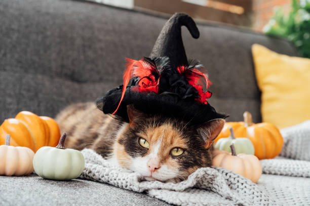istock Multicolored cat in witch hat and decorative pumpkins. Relaxed cat in hat lying on the gray plaid with halloween pumpkins decor on the sofa. Autumn, fall holidays. Halloween animals. Selective focus 1413565690