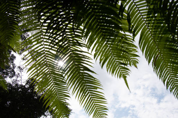 istock Ferns field in the dark 1413566345
