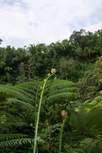 istock Ferns field in the dark 1413567016