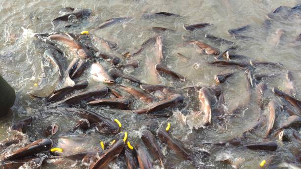istock group of catfish in river 1413567179