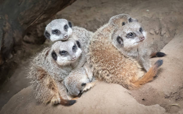 istock Suricate or meerkat family on sand 1413567974
