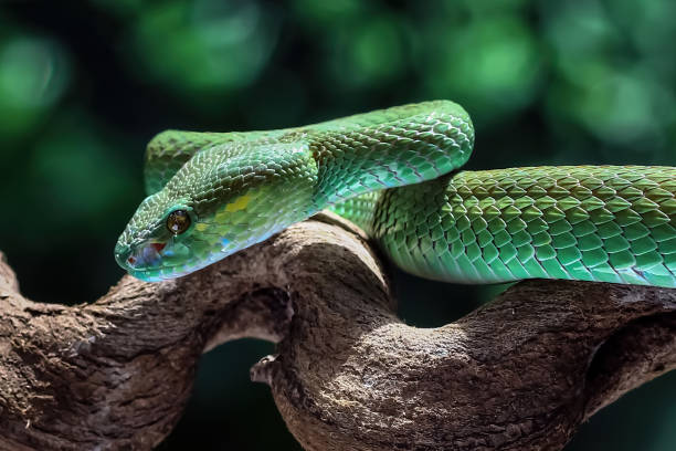 istock poisonous green snake above the branch 1413571179