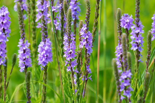 Hoary vervain shows off its purple spikes in the summer sun.