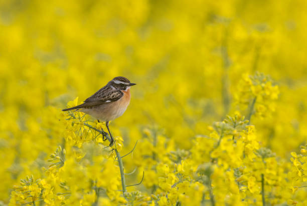 männlicher whinchat - whinchat stock-fotos und bilder