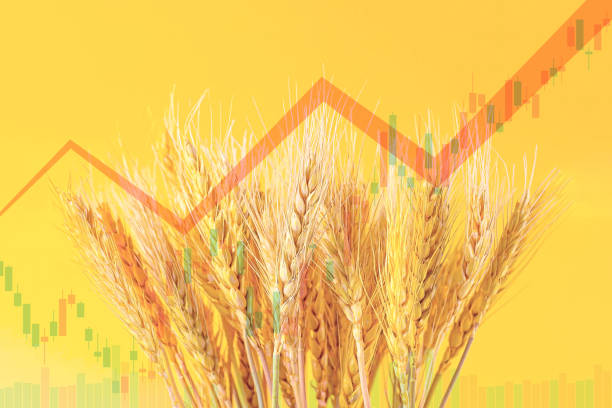 istock Many wheat ears on yellow background with red ascending arrow as a symbol of rising prices, food crisis and inflation concept 1413573473